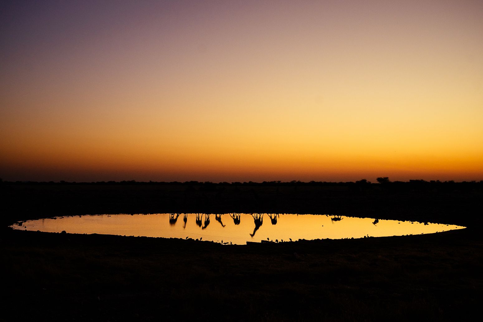 Giraffes drinking at Okakuejo Waterhole, Etosha National Park, Namibia